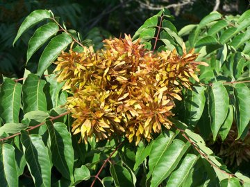 Ailanthus altissima / Ailanto